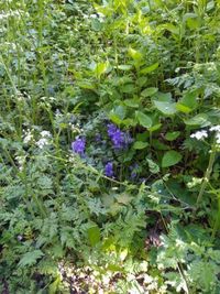 Bluebells planted in the woodland to the east of the village